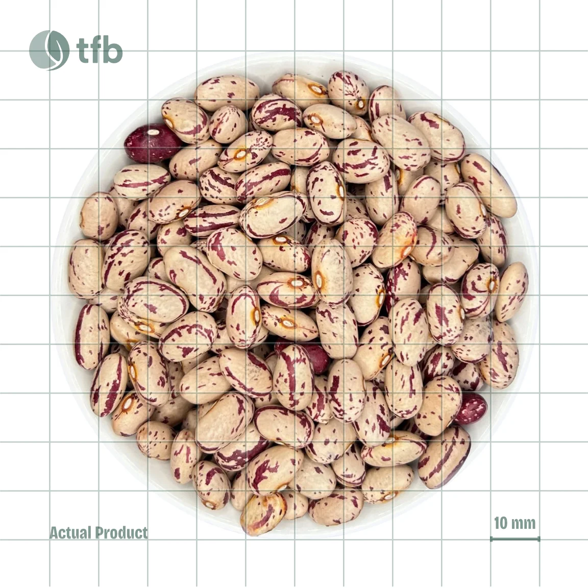 Borlotti Beans in a bowl covered by a grid for measurement