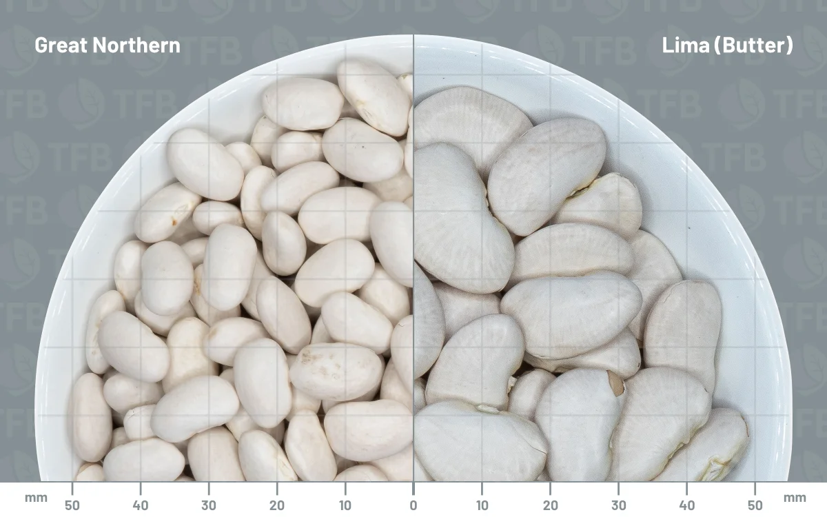 Great northern beans in a bowl side by side with lima beans