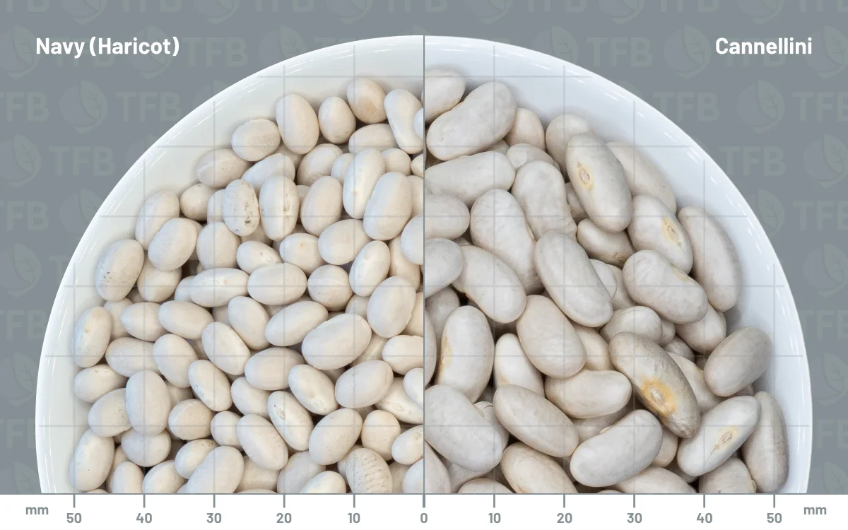 Navy beans in a bowl side by side with cannellini beans