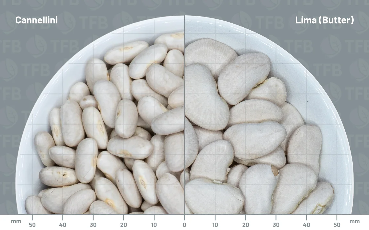 Cannellini beans in a bowl side by side with lima beans