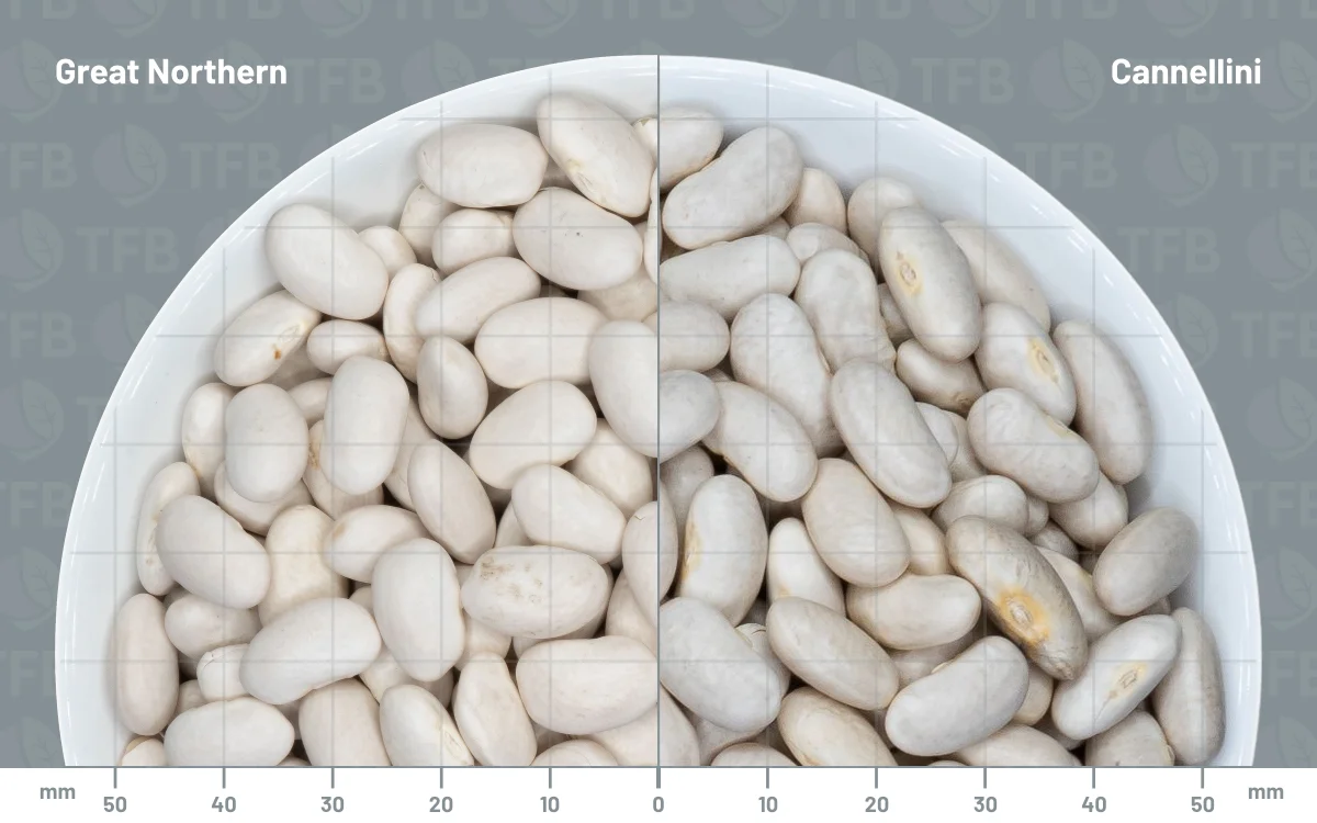 Great northern beans in a bowl side by side with cannellini beans