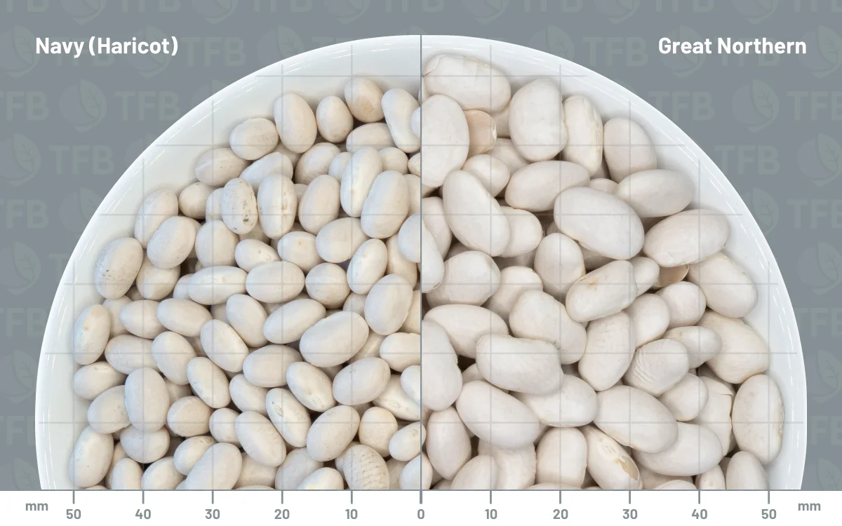 Navy beans in a bowl side by side with great northern beans